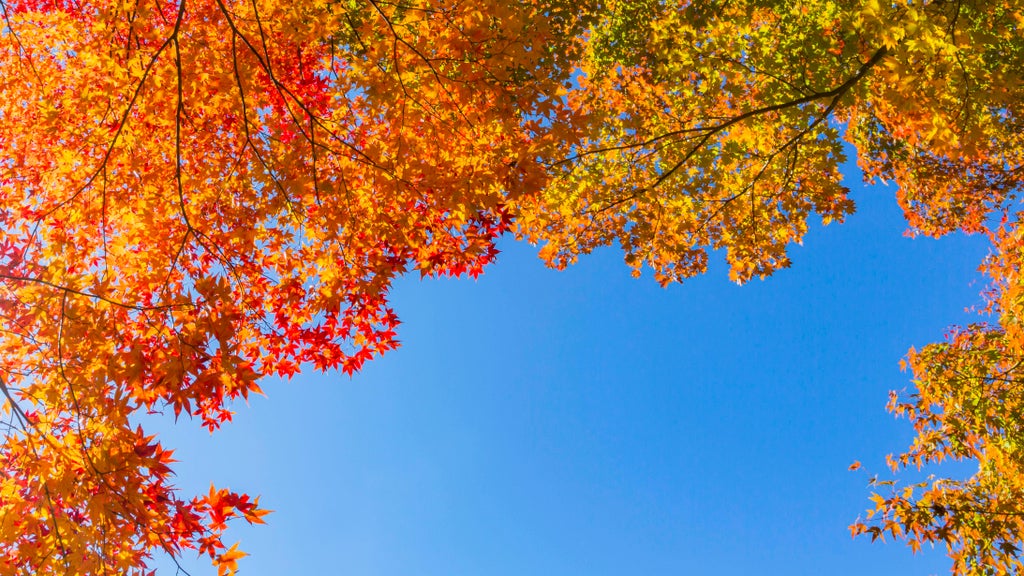 Sunny Friday in Twin Cities with mostly dry Halloween weekend — Lakeville Sports news